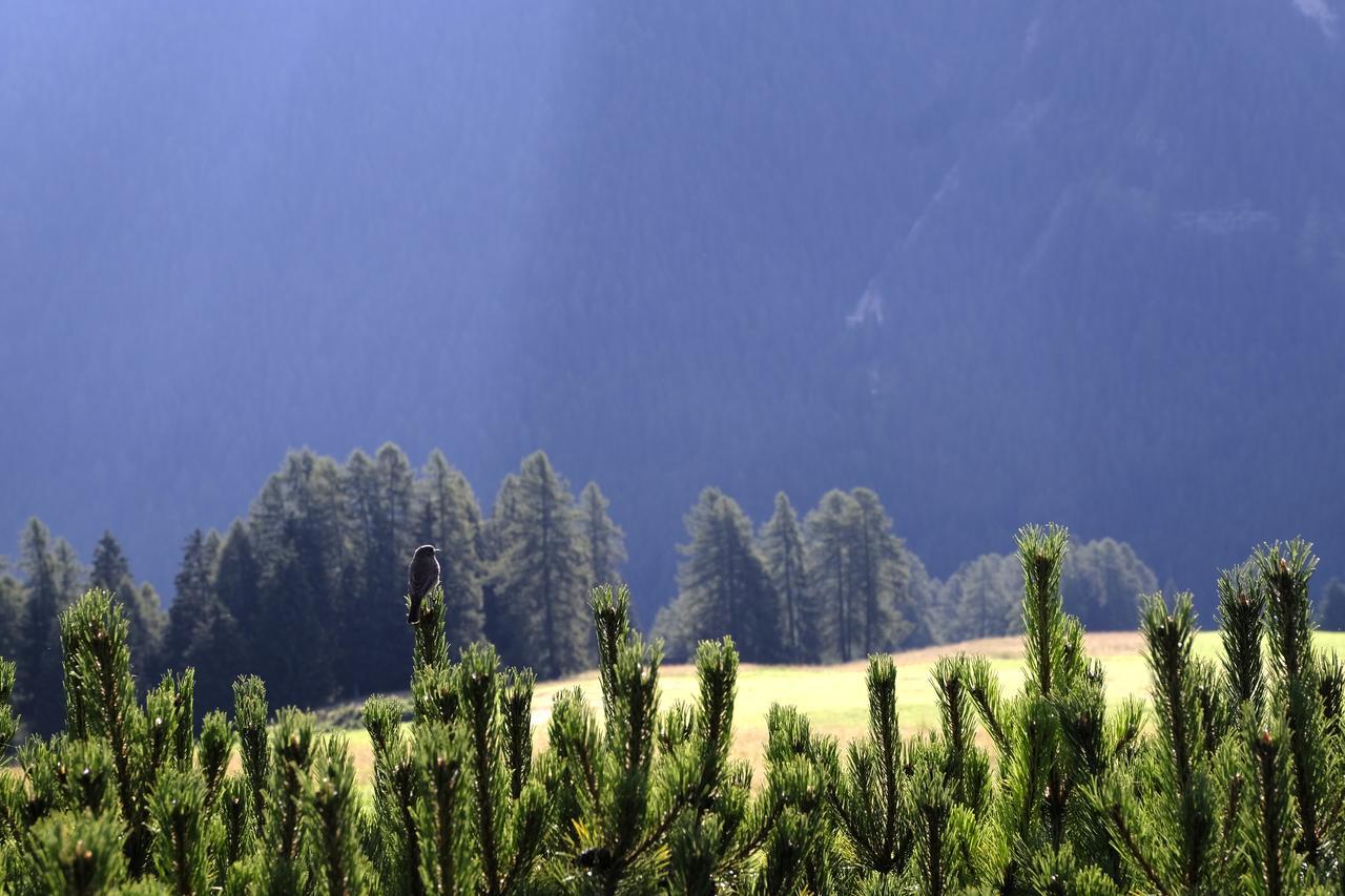 B&B Fior Vigo di Fassa Exteriér fotografie